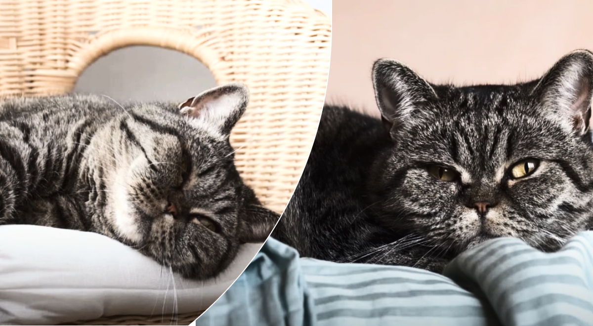 Это может указывать на серьезную проблему: почему кошки спят с открытыми глазами