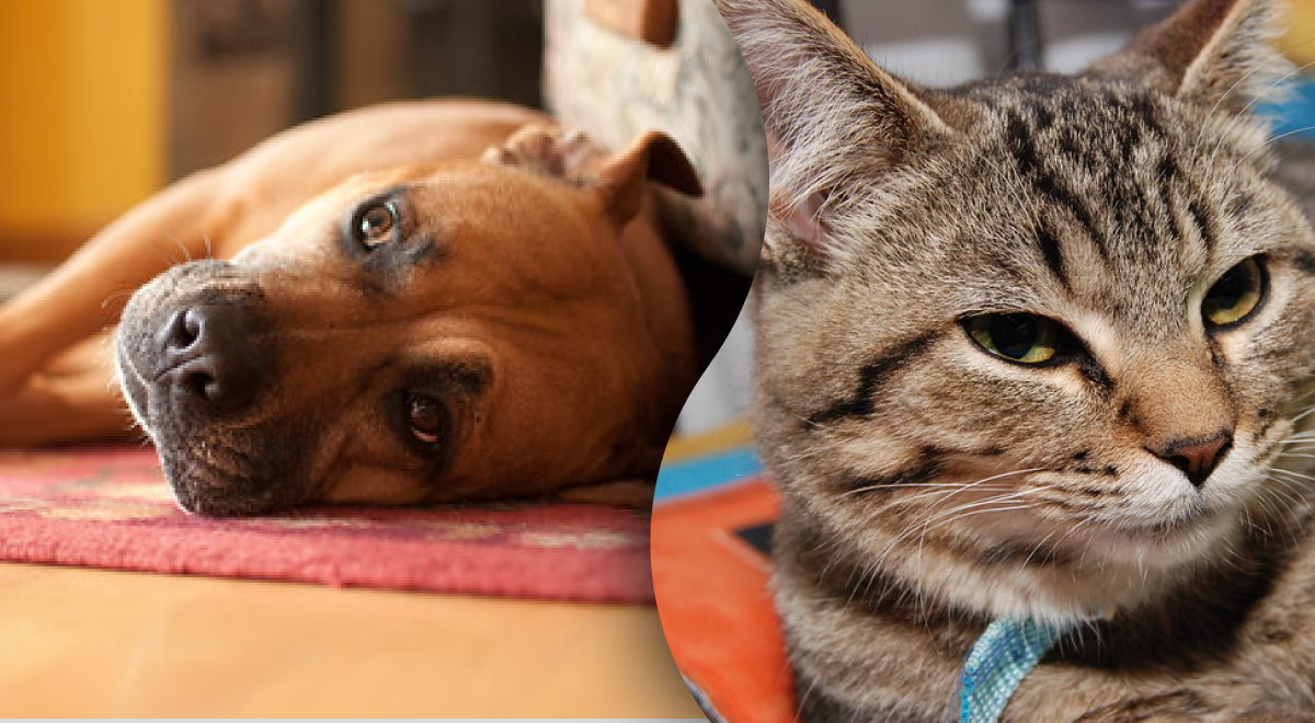 Так делают и коты, и собаки: верные признаки, что животное любит хозяина