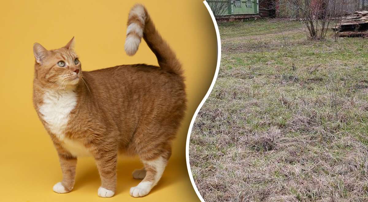 Найти кота в траве за 9 секунд смогут лишь единицы: оптическая иллюзия высокой сложности