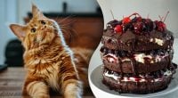 Чому котам не можна солодке: 5 серйозних проблем, до яких це може призвести