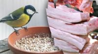 Чому синиці їдять сало: як правильно підгодовувати пташок, щоб не нашкодити їм