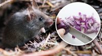 Отрута не потрібна: як назавжди позбутися мишей в будинку та на подвір'ї