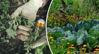 Експерт із садівництва розповіла, як назавжди позбутися бур'янів