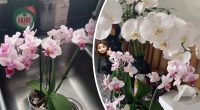 Радуватиме цвітом дуже довго: коли і як потрібно пересаджувати орхідею