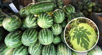 Як садити кавуни на полі: прості способи отримати солодкі ягоди