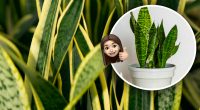 Поглинає плісняву та очищує повітря в домі: жінка поділилась чудодійною рослиною