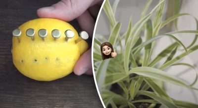 Навіщо забивати цвяхи в лимон: хитрість, яка врятує ваші кімнатні рослини