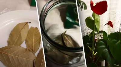 Для чого господині кладуть лаврові листки у горщик з рослинами: секрет розкрито Для чого господині кладуть лаврові листки у горщик з рослинами: секрет розкрито