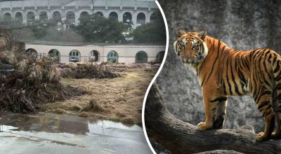 Загадка, тигр Загадка, тигр