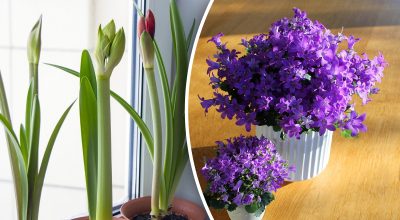 Де не можна ставити квіти Де не можна ставити квіти