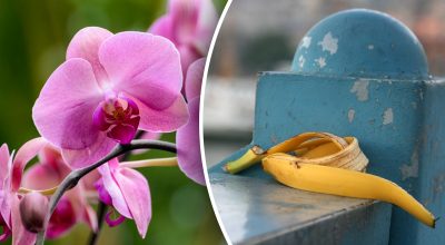 Орхідеї цвістимуть постійно, якщо дотримуватися правила 10 днів з одним інгредієнтом