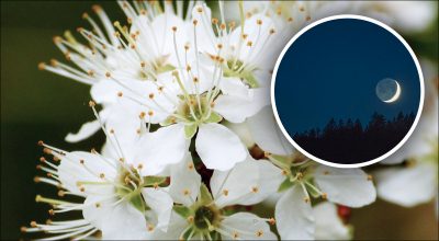 Посевной календарь на март 2024 Посевной календарь на март 2024