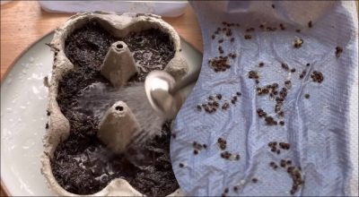 Як виростити ківі вдома