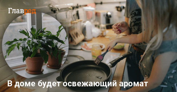 Какое растение поглощает все неприятные запахи в доме - Главред