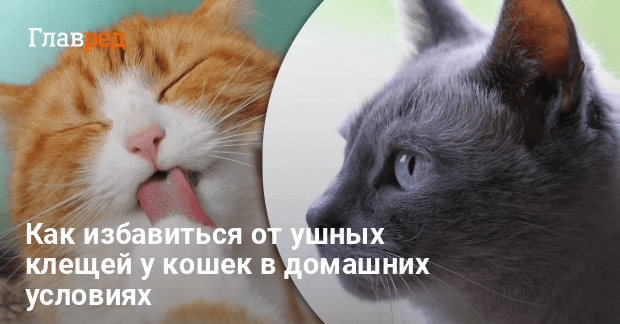 Отодектоз у кошек