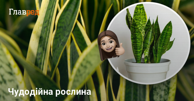 Квітка "Тещин язик" знищує плісняву та очищує повітря в домі - Главред