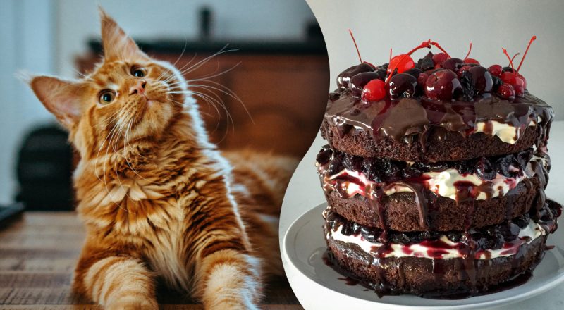 Почему котам нельзя сладкое: 5 серьезных проблем, к которым это может привести