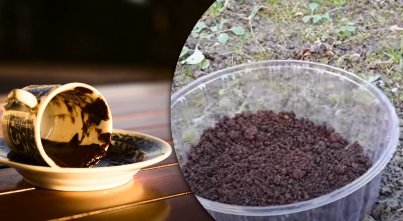 Только не в мусорку: почему умные дачники запасаются кофейной гущей круглый год