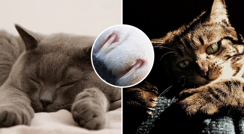 Мебель будет в безопасности, а кот - счастлив: как правильно стричь когти пушистику