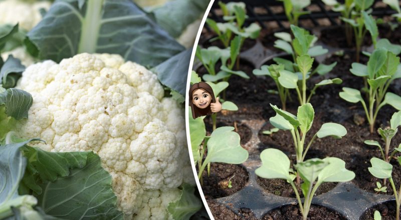 Коли сіяти цвітну капусту на розсаду: урожаю позаздрять сусіди