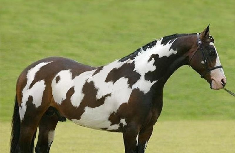 Только 1 из 9 людей заметит вторую лошадь за 10 секунд: чрезвычайно сложная загадка