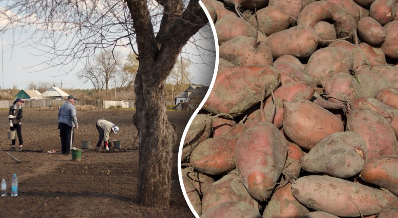 Шалений урожай гарантовано: які найкращі сорти картоплі в Україні