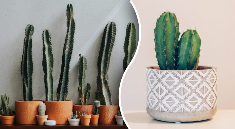 Як часто потрібно поливати кактус: правила, які мають знати усі власники такої рослини