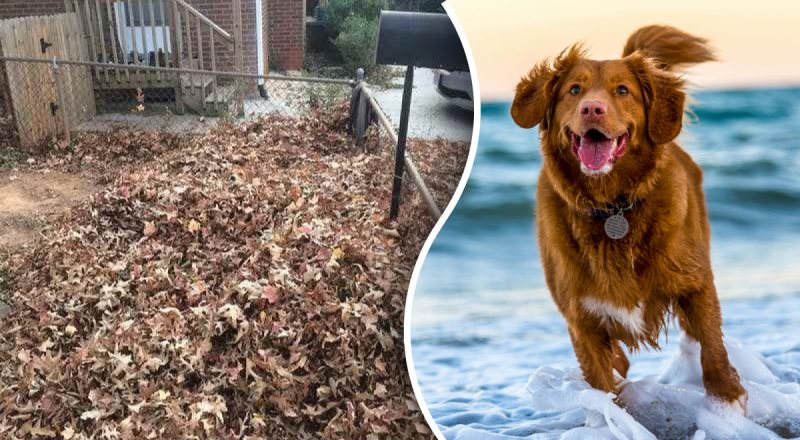 Потрібно знайти собаку в купі листя за 9 секунд: впораються лише найрозумніші