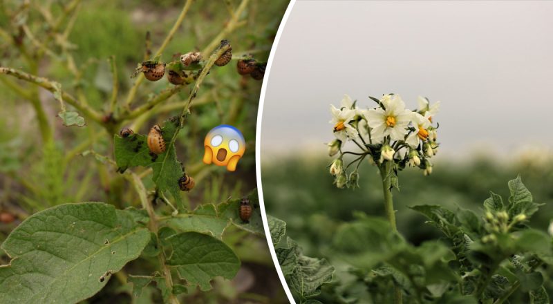 Чего боятся колорадские жуки: чем опрыскивать кусты и что посадить рядом