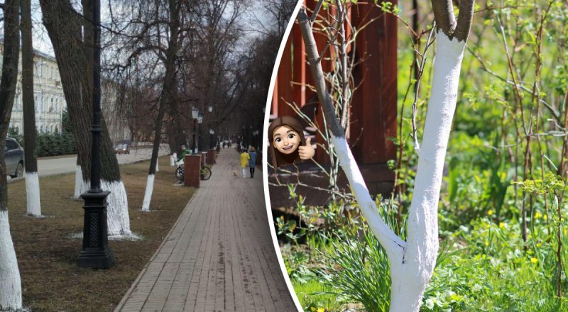 Почему весной белят стволы деревьев: садовод назвал 4 причины