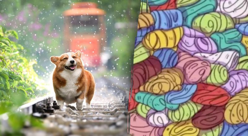 Головоломка на швидкість: у вас стовідсотковий зір, якщо ви помітите собаку за 12 секунд