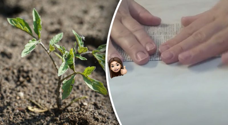 Как сделать стаканчики для рассады своими руками: высаживать можно прямо в них