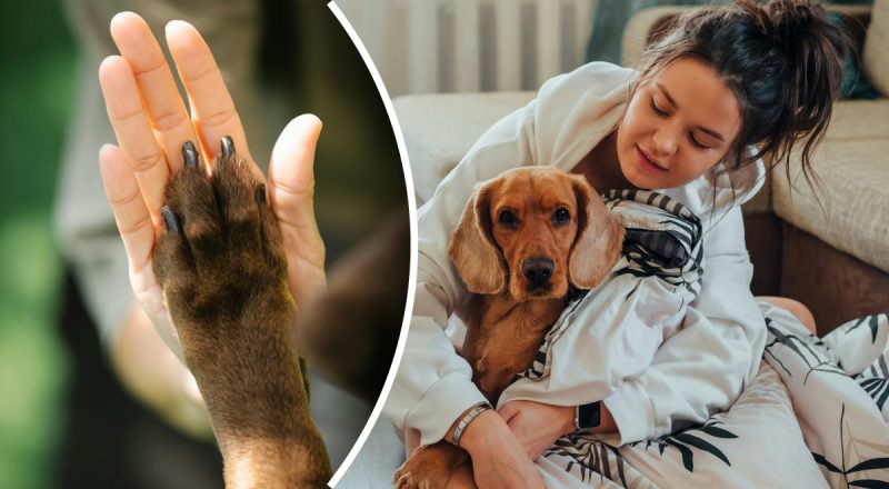 Надзвичайні здібності: як тварини попереджають людей про небезпеку