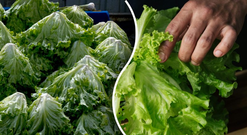 Свежие и хрустящие овощи: как правильно хранить листья салата в холодильнике