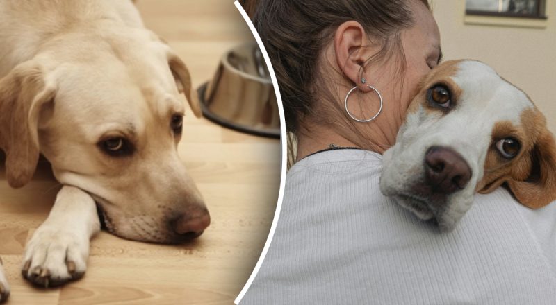 Чому собака раптово перестала їсти: власникам тварин варто бити на сполох