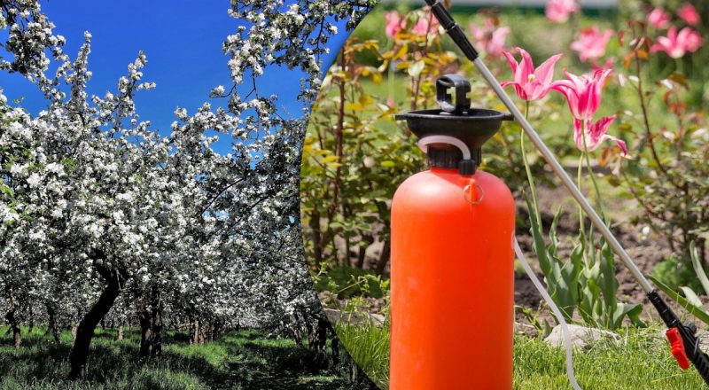 Обробка дерев перед весною: чим обприскувати – копійчаний засіб врятує сад