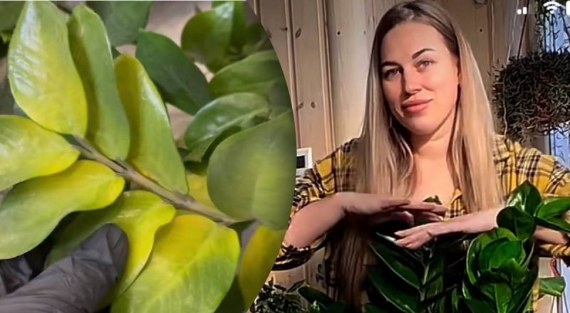 Что не любит долларовое дерево: девушка показала, как вырастить крепкий цветок