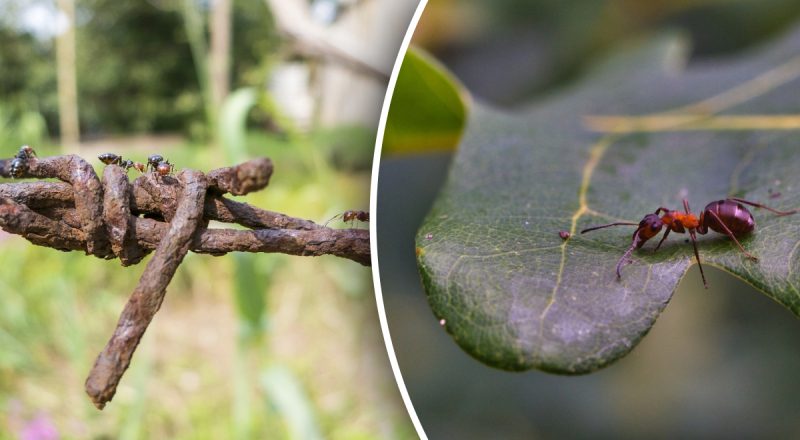 Як позбутися від мурах в домі: нашестя зупинить спрей з 3 інгредієнтів