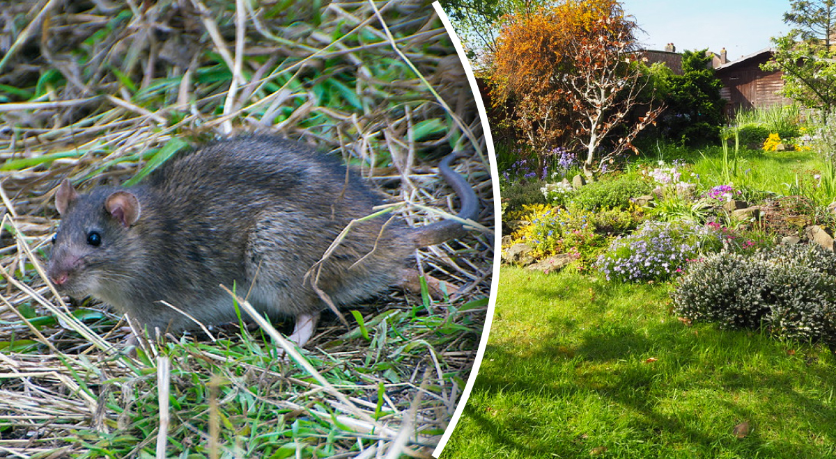 Три вещи, которые привлекают крыс в ваш сад: как избежать появление грызунов