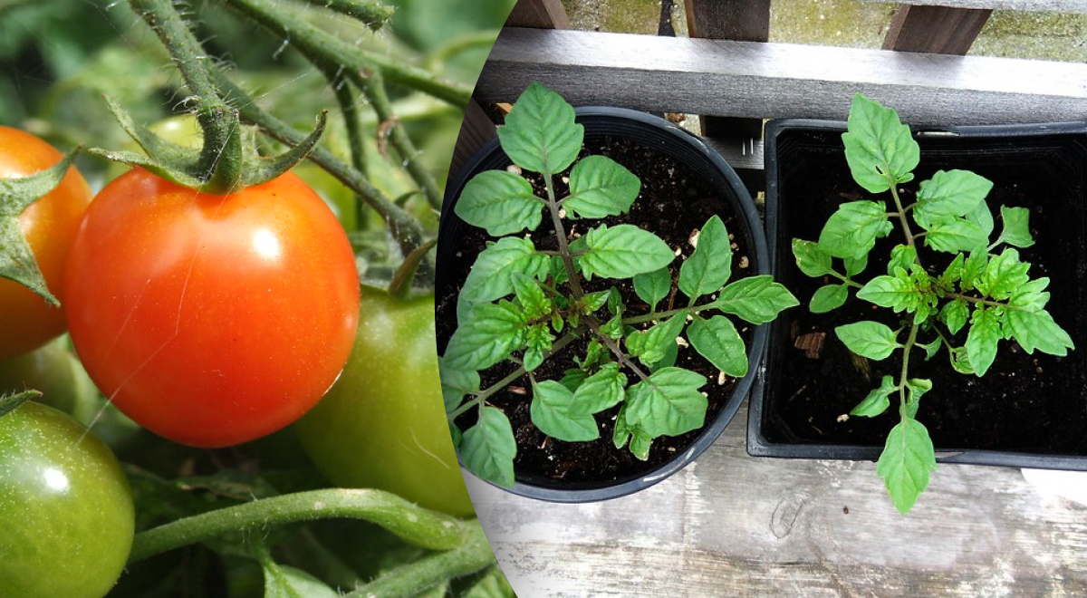 Когда сеять помидоры на рассаду в марте 2024: даты и важные советы для дачников