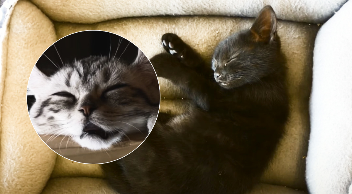 Могут ли коты видеть сны: зооэксперты рассказали, что может сниться кошкам