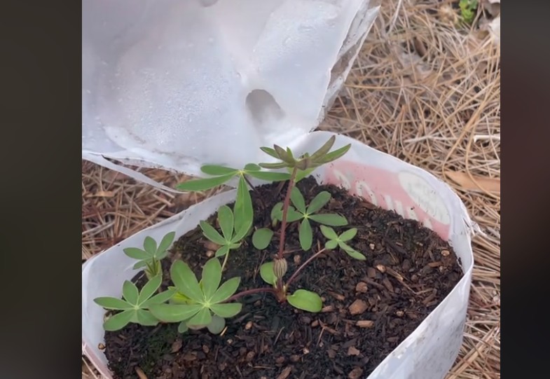 Що з цього вийшло Що з цього вийшло