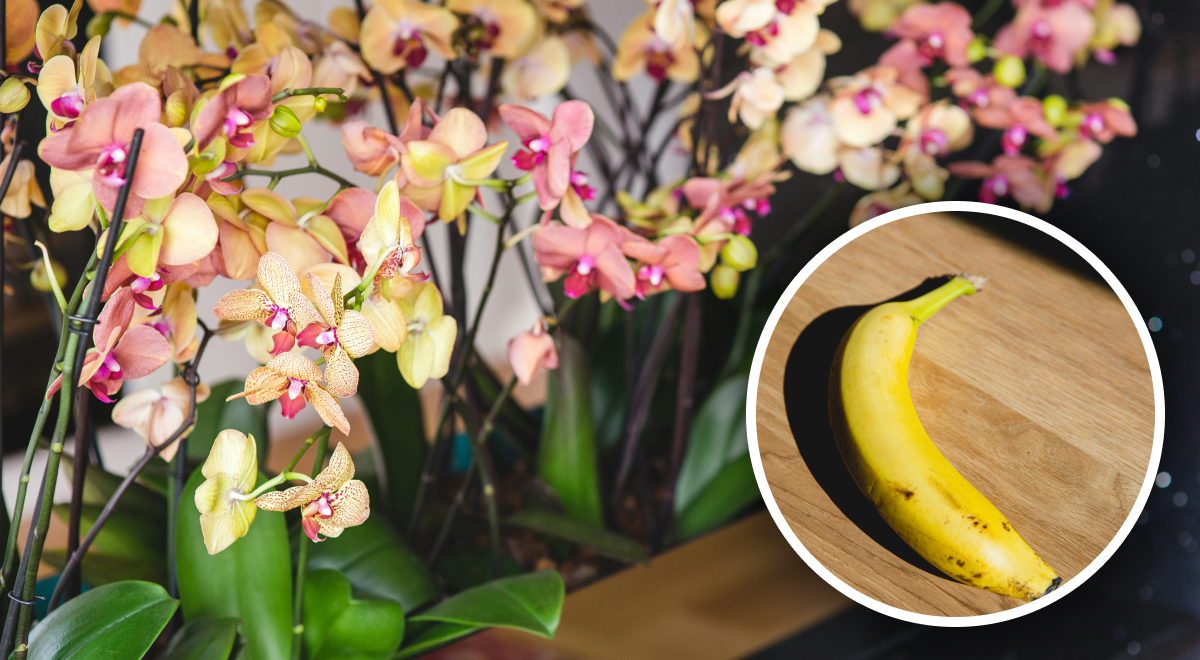 Орхидеи пышно зацветут: специалисты раскрыли, что необходимо добавлять в воду