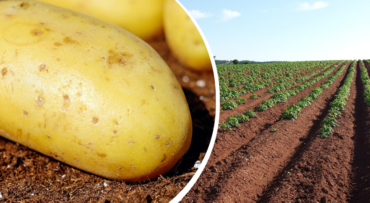 Как правильно посадить картофель: раскрыт простой секрет невероятного урожая