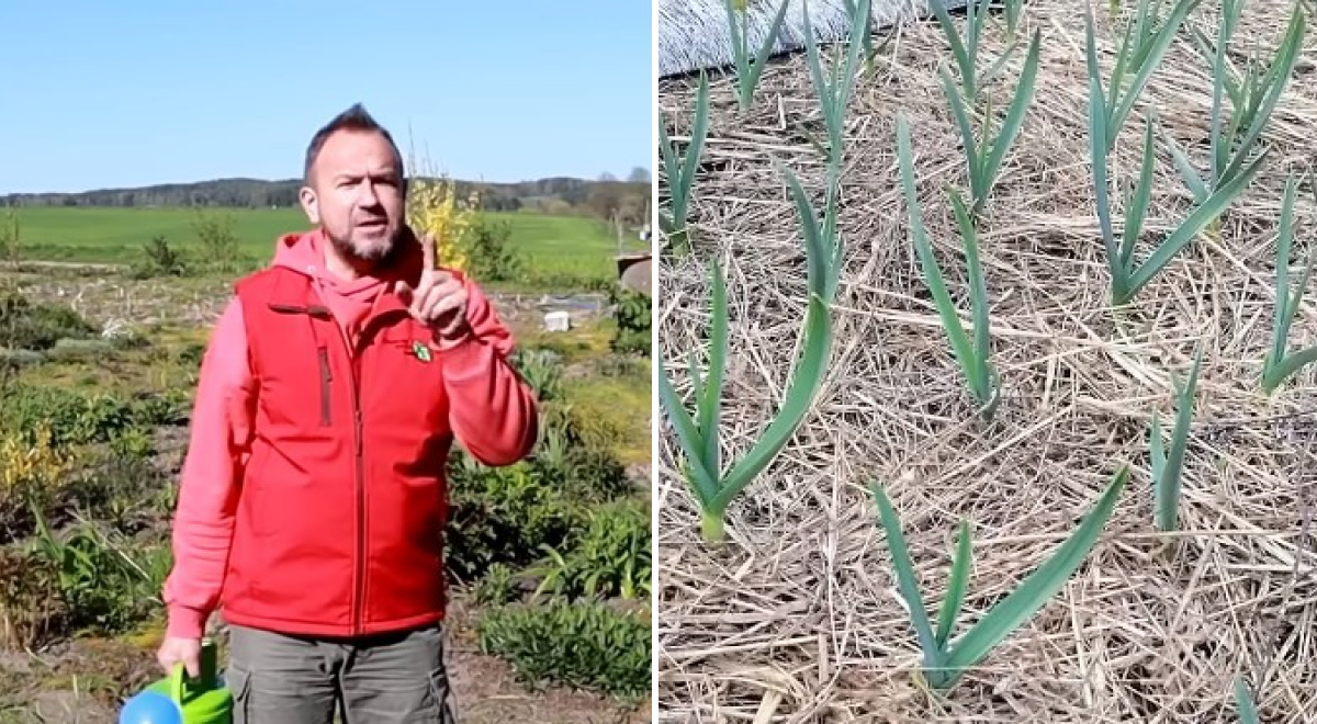 Как увеличить урожай чеснока: простое, но очень хорошее удобрение