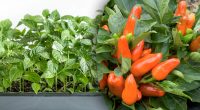 Вирощуємо перець удома: коли садити та як, щоб був великий урожай