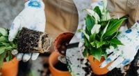 Жіноче щастя буде цвісти постійно: як підживити спатифілум