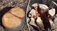 Сам розвалиться: як знищити пеньок за допомогою солі