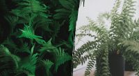 Як папороть впливає на людину: чому не можна садити його біля будинку