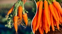 Хитрий трюк допоможе зберегти моркву свіжою 6 місяців: експертка поділилася секретом